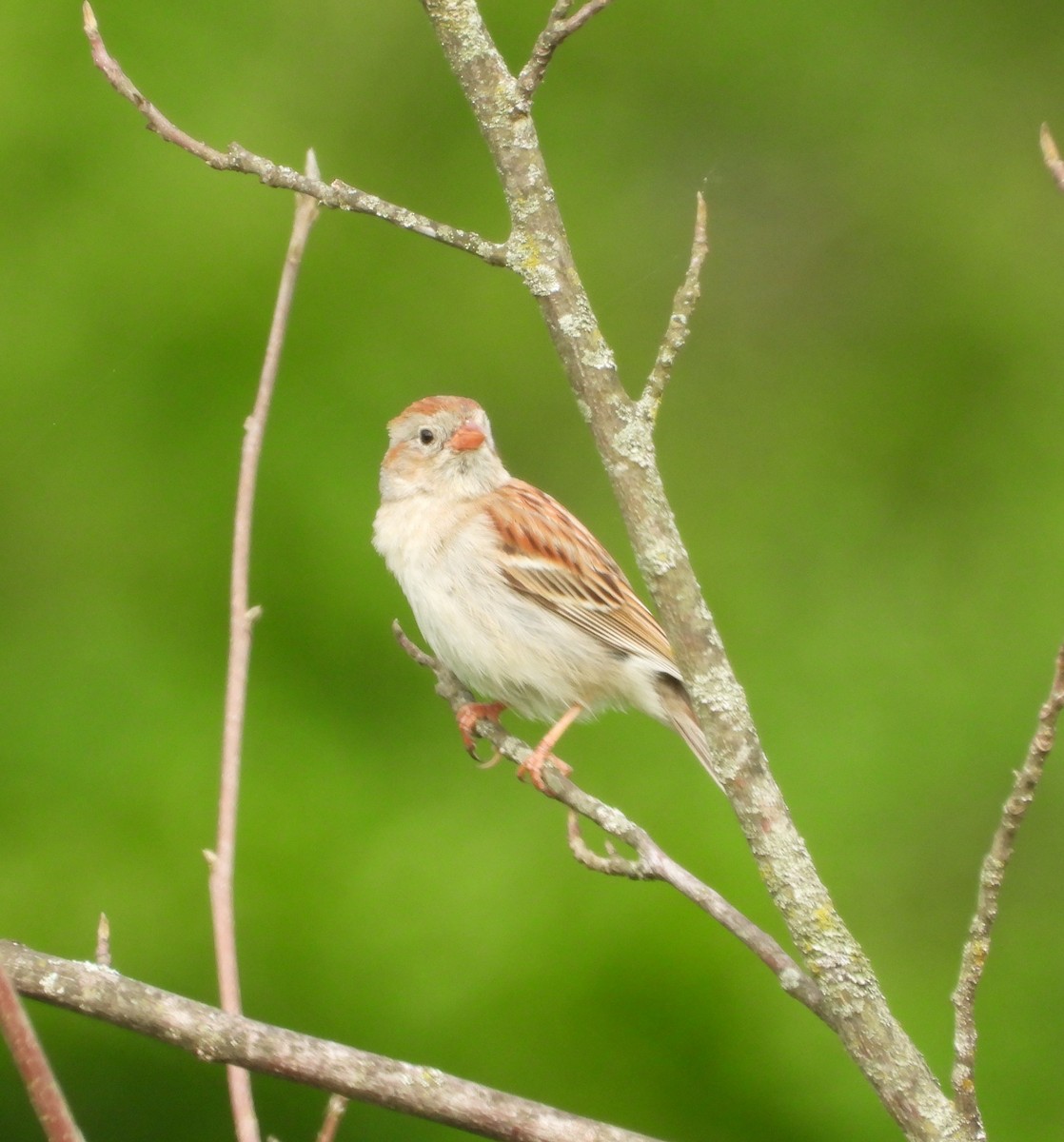 Field Sparrow - Amy Lyyski