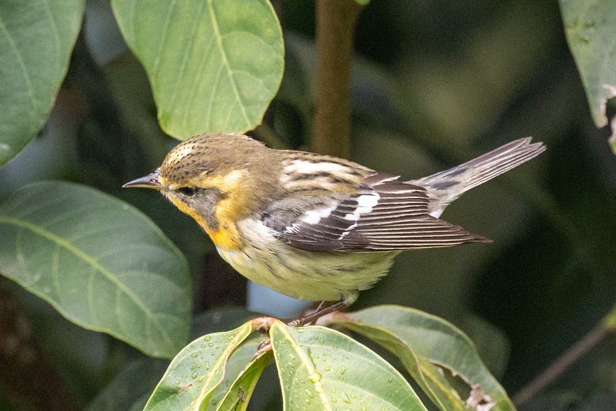 Blackburnian Warbler - Lutz Duerselen