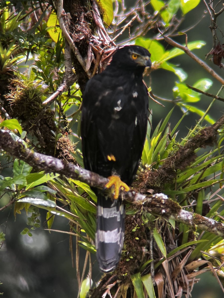 Black Hawk-Eagle - Jonathan Galownia