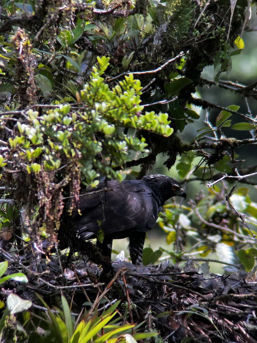 Black Hawk-Eagle - Jonathan Galownia