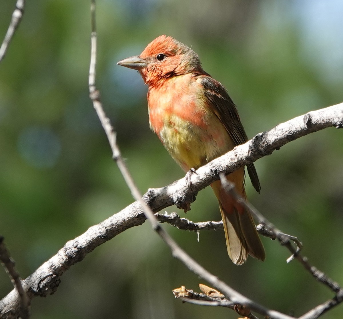 Summer Tanager - Rene Laubach