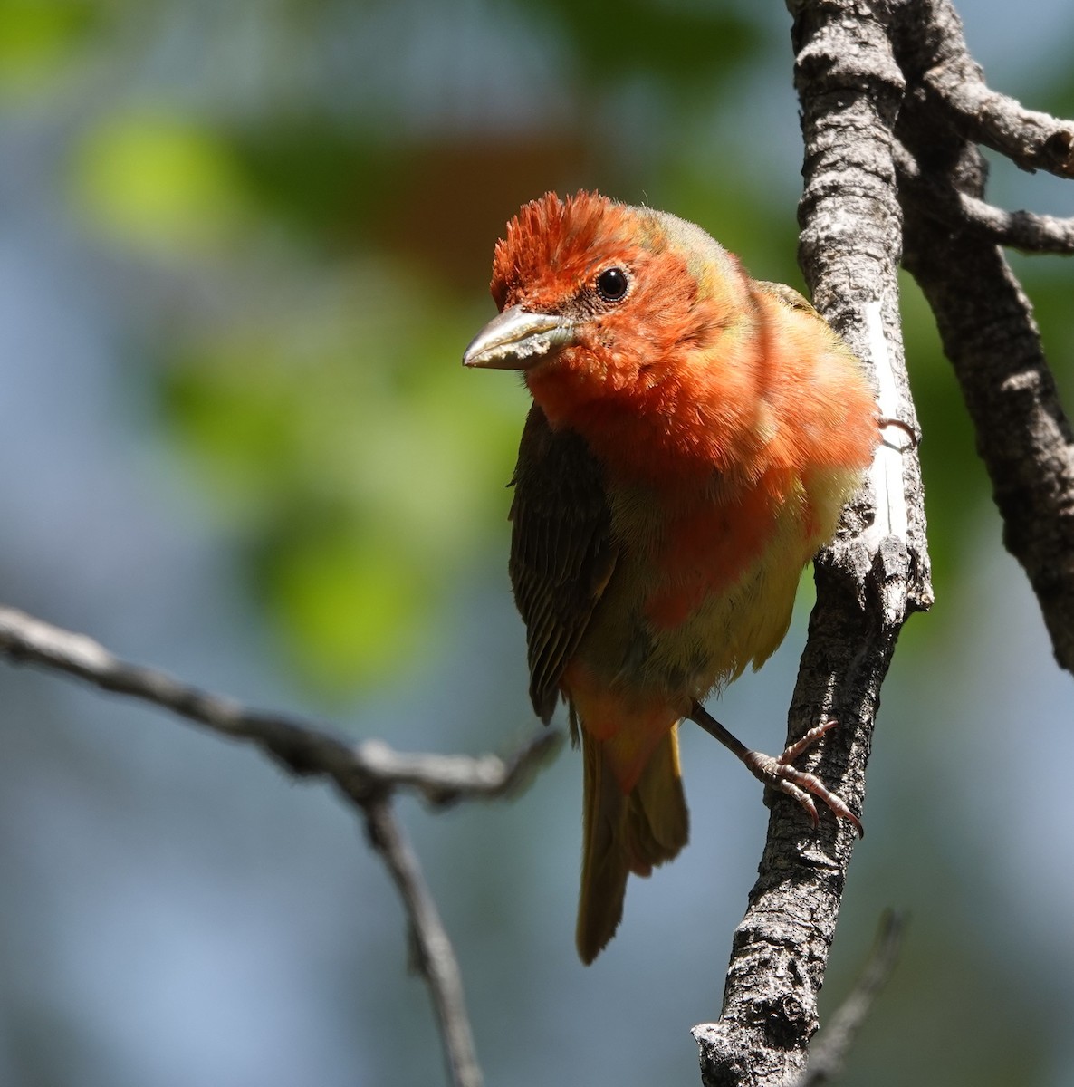 Summer Tanager - Rene Laubach