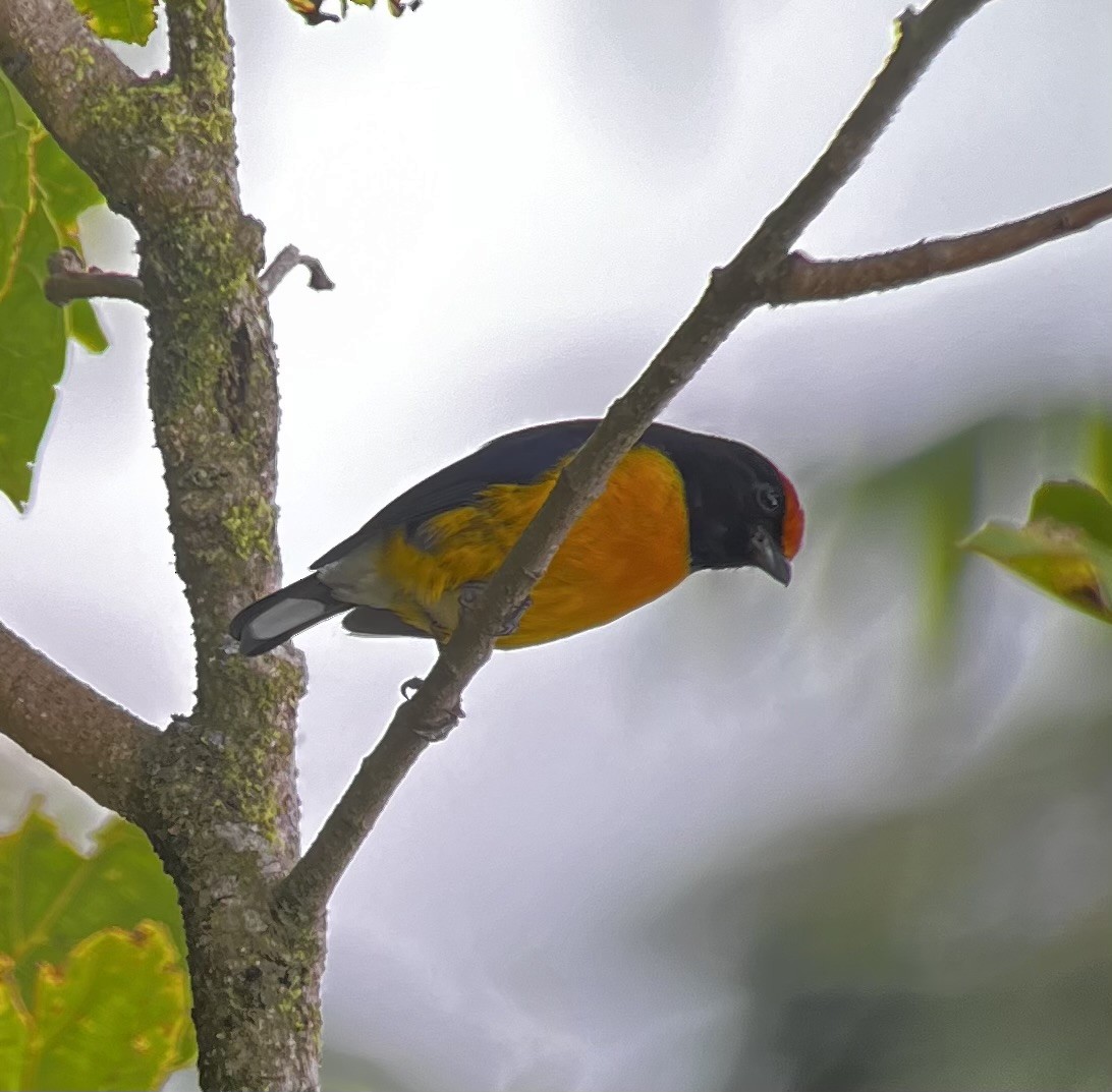 Tawny-capped Euphonia - Jonathan Galownia