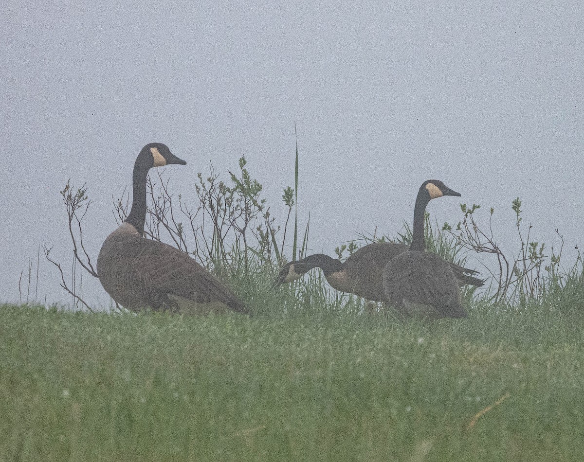 Canada Goose - Amanda Dulworth