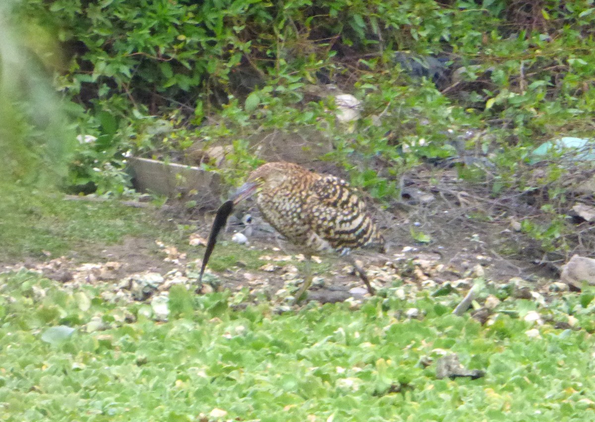 Rufescent Tiger-Heron - ML619407699