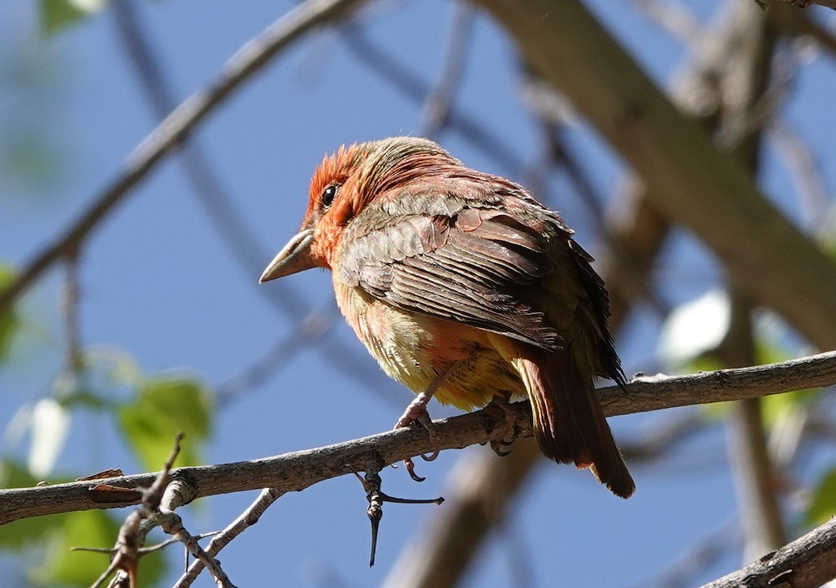 Summer Tanager - Rene Laubach