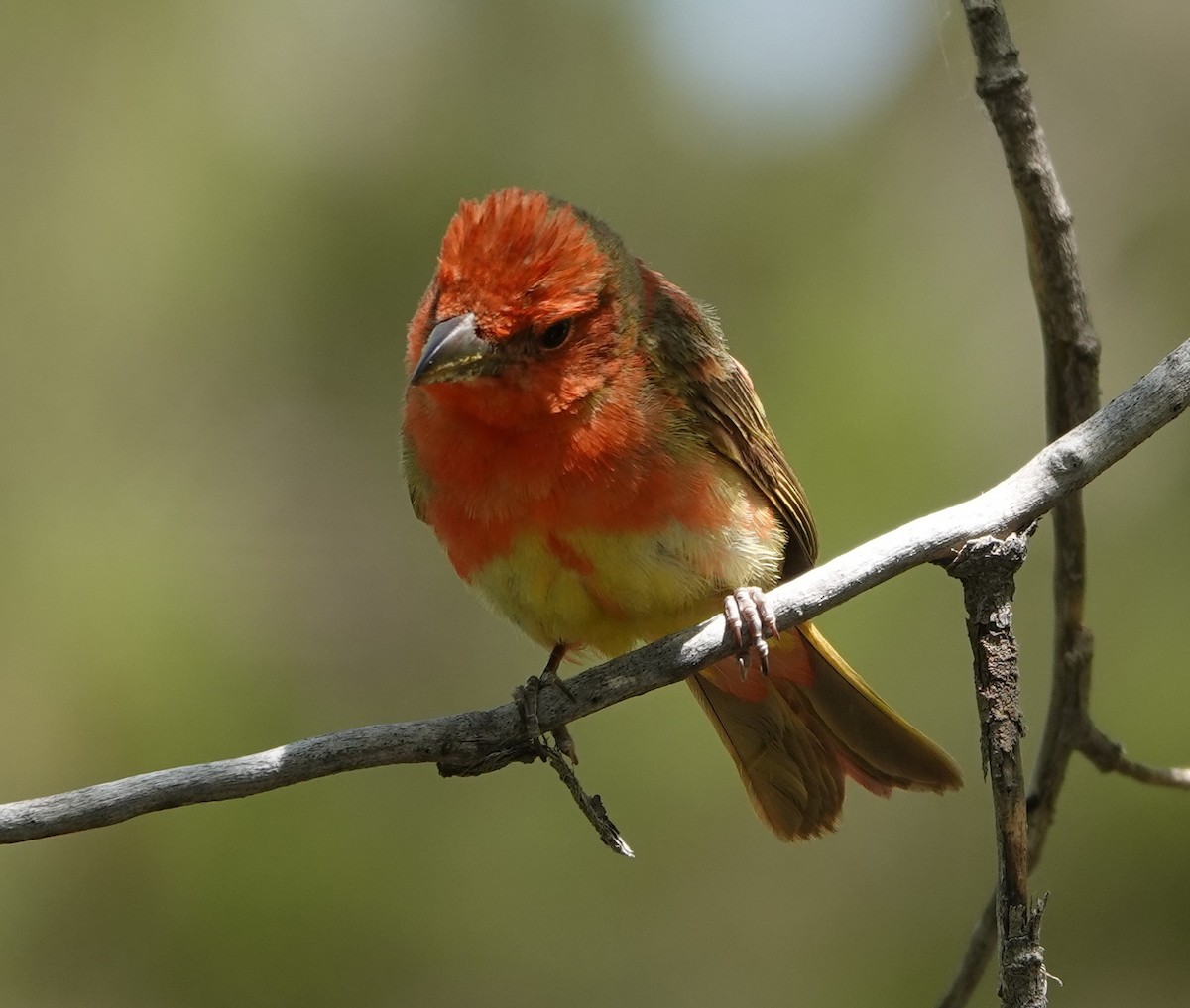 Summer Tanager - Rene Laubach