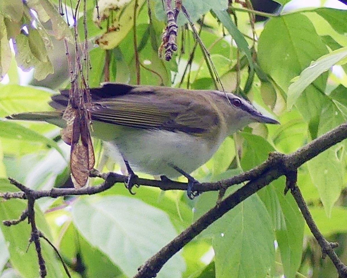 Vireo Ojirrojo - ML619407707