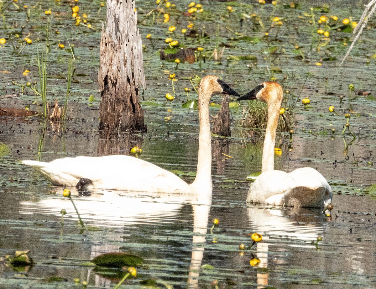 Trumpeter Swan - Amanda Dulworth