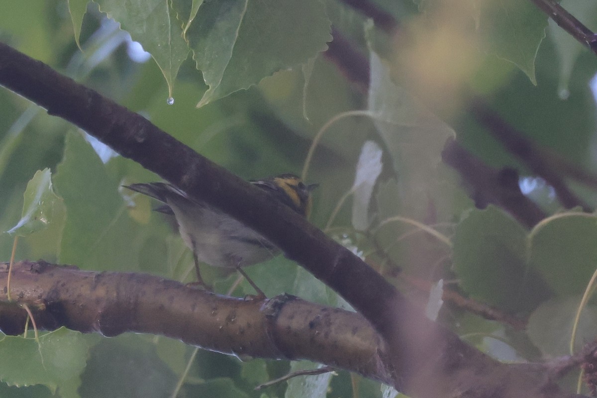 Blackburnian Warbler - Tim Lenz