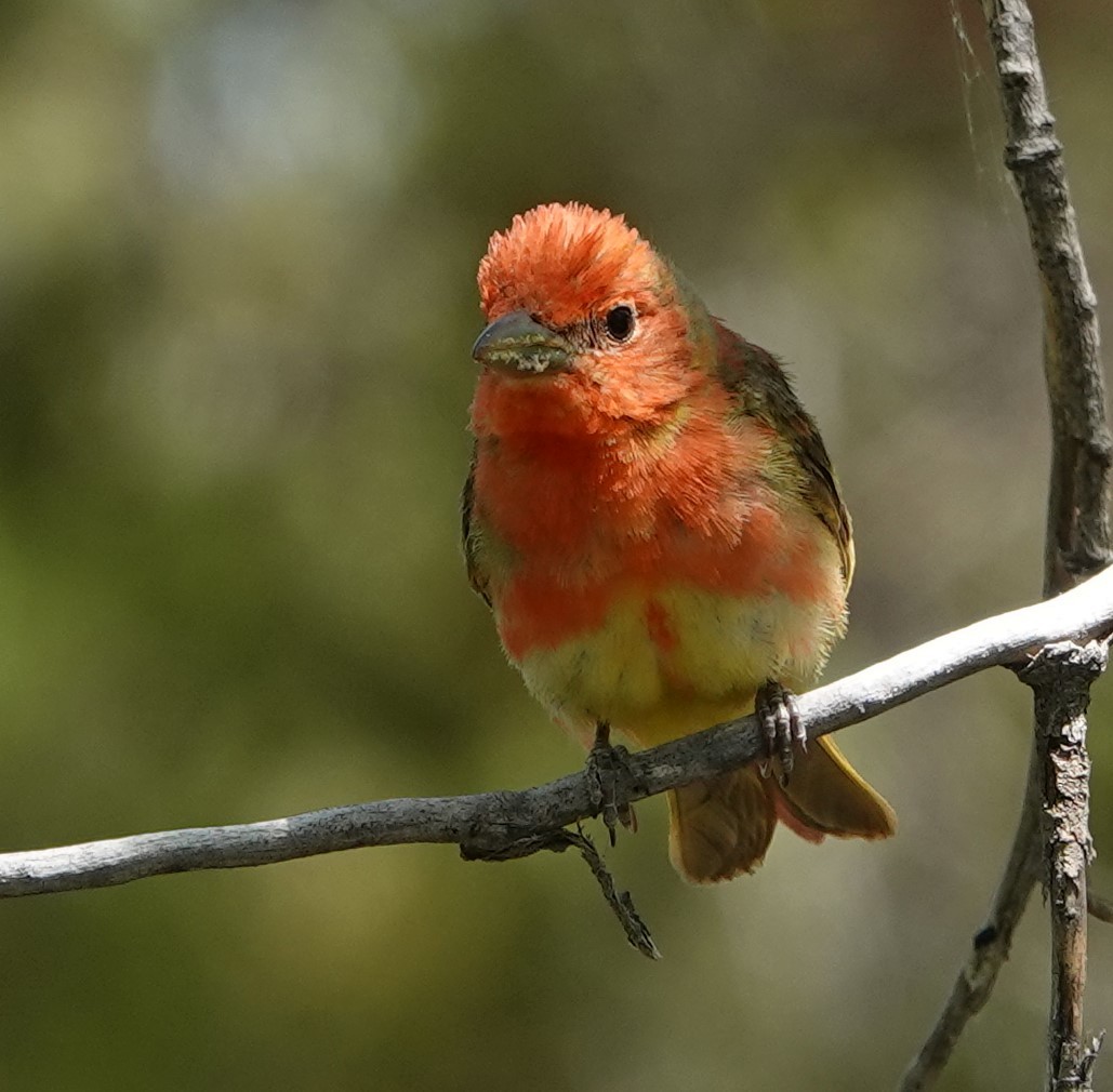 Summer Tanager - Rene Laubach