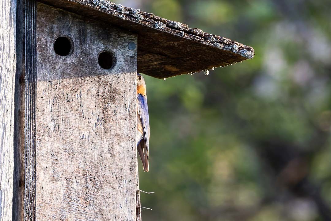 Eastern Bluebird - Sheri Minardi