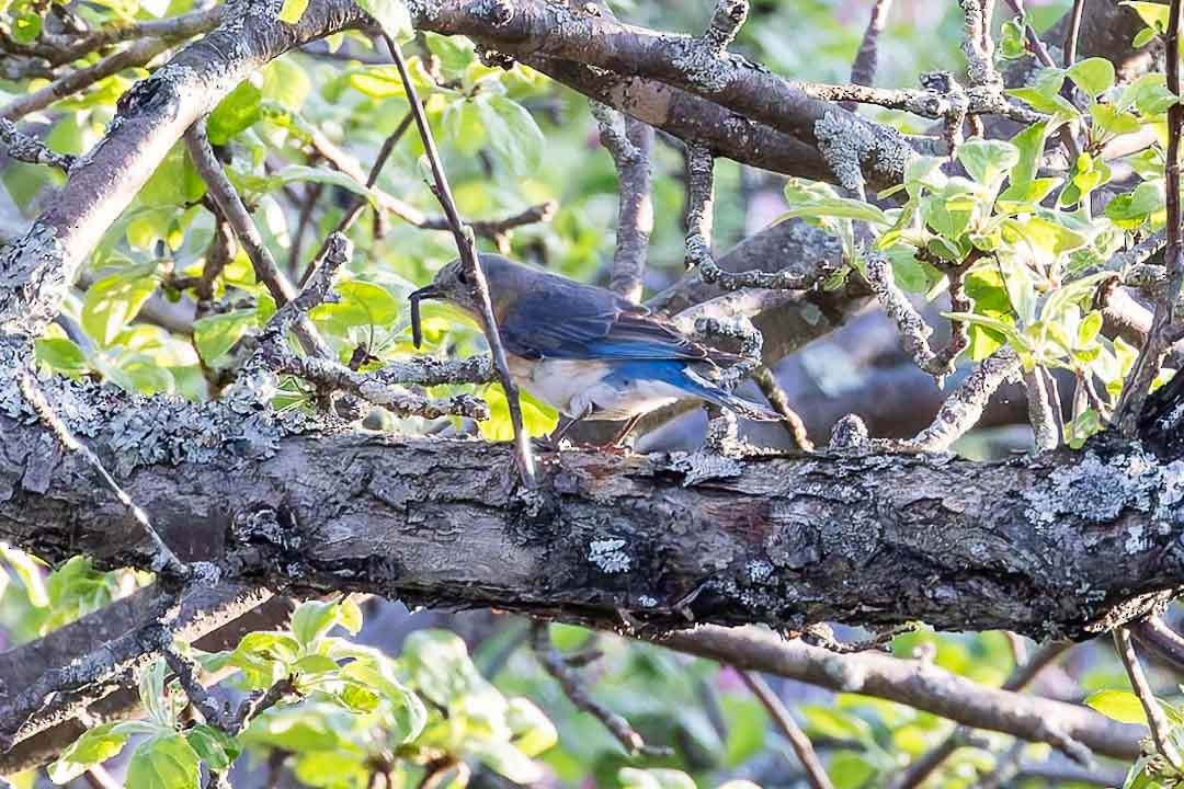 Eastern Bluebird - ML619407719
