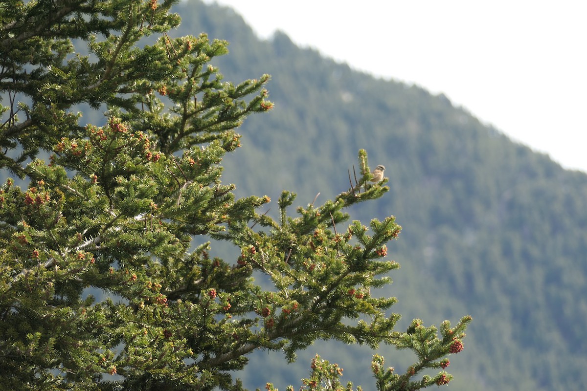 Rock Bunting - Krzysztof Dudzik-Górnicki