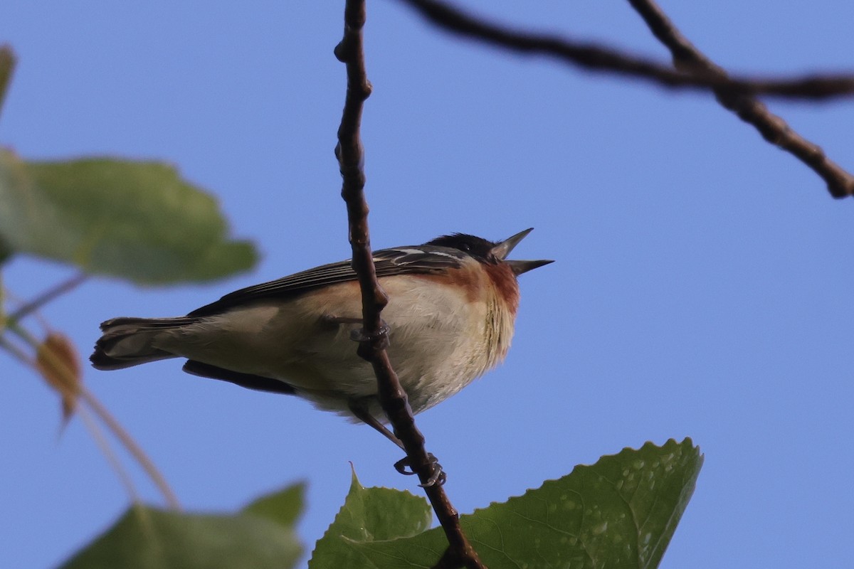 Bay-breasted Warbler - Tim Lenz