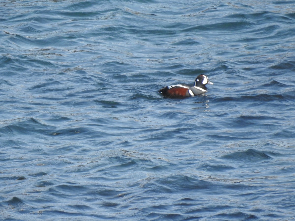 Harlequin Duck - Craig Jackson