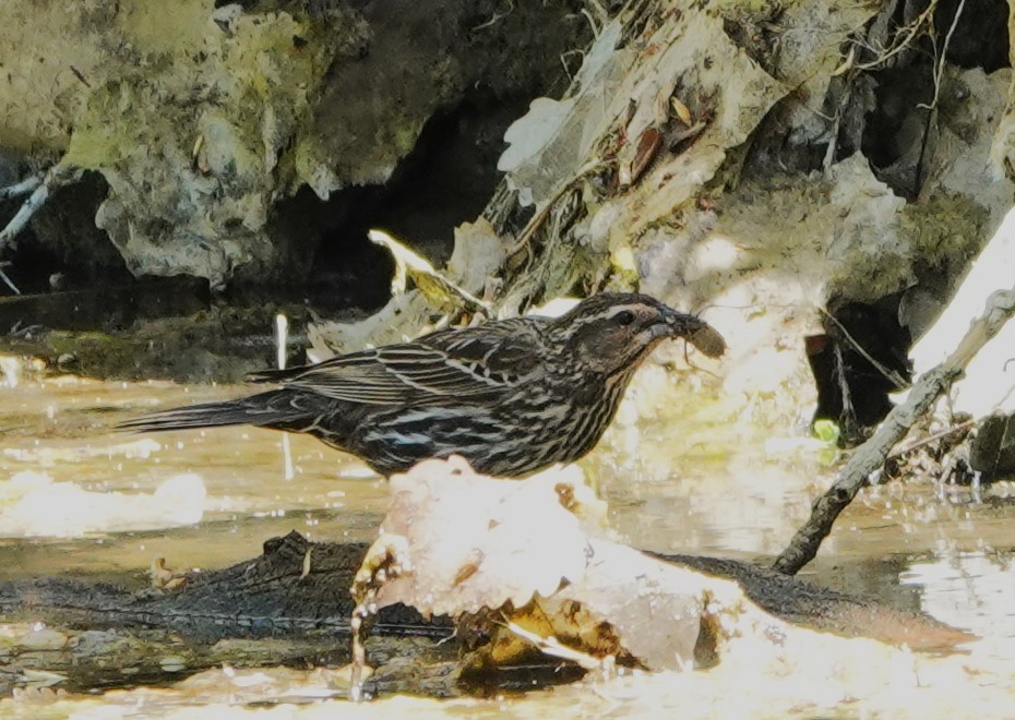 Red-winged Blackbird - ML619407741