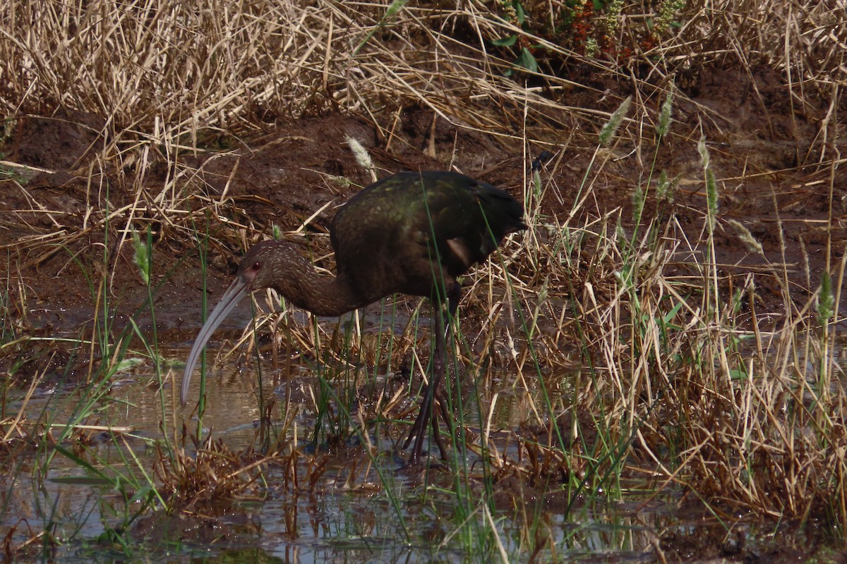 White-faced Ibis - David Brinkman