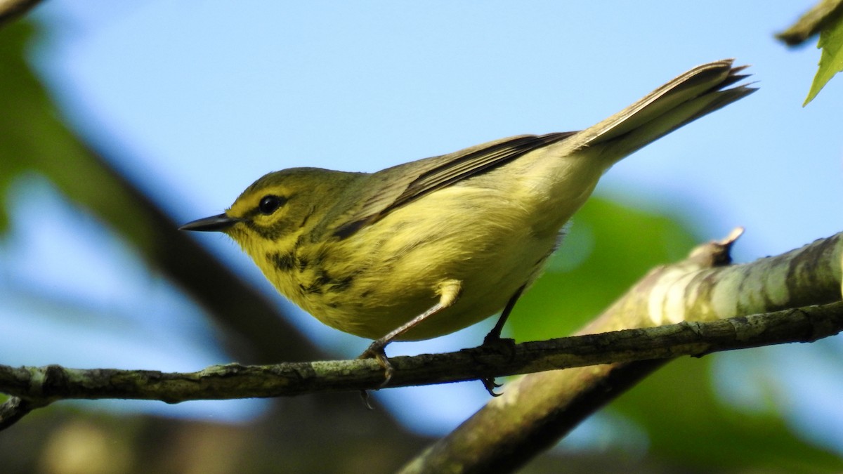 Prairie Warbler - Keith Eric Costley