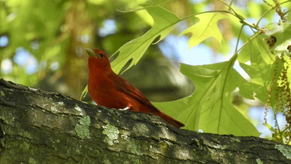 Summer Tanager - Keith Eric Costley
