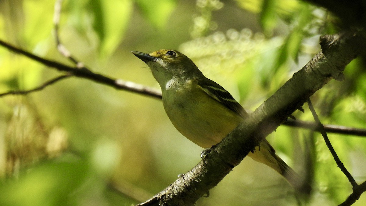 White-eyed Vireo - Keith Eric Costley