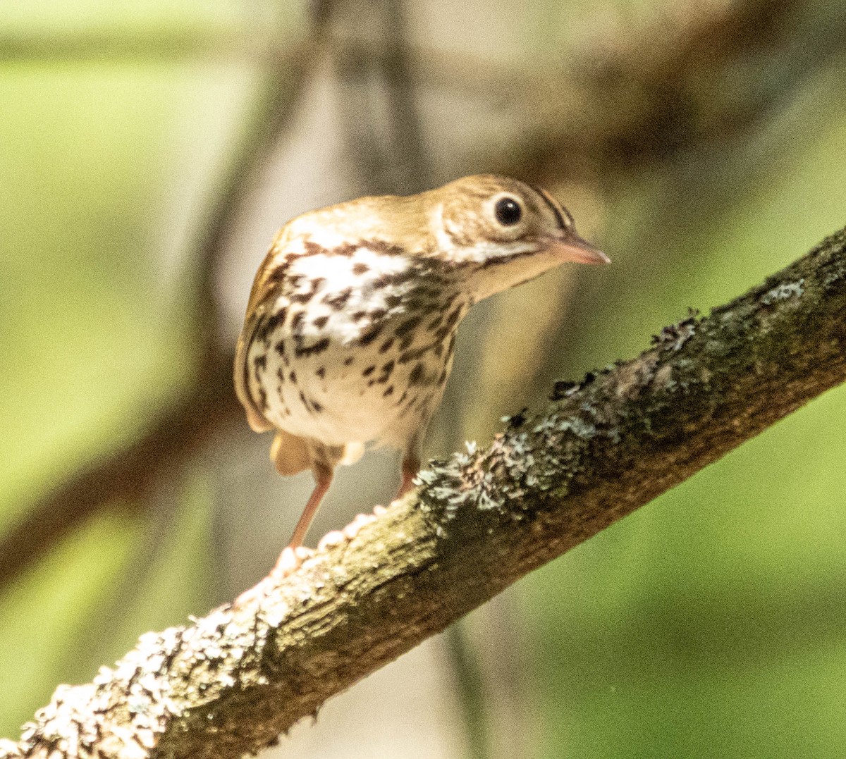 Ovenbird - Amanda Dulworth