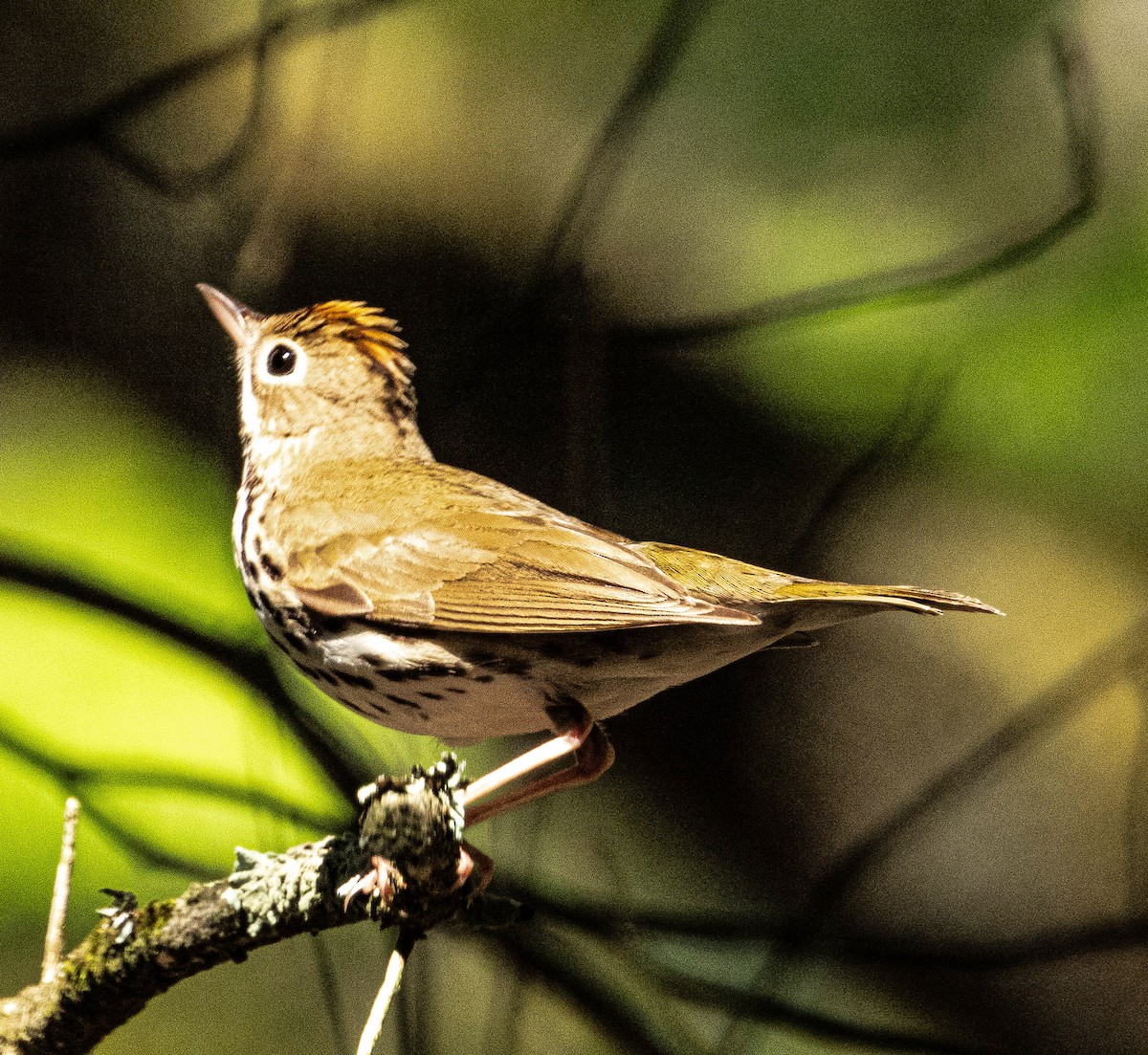 Ovenbird - Amanda Dulworth