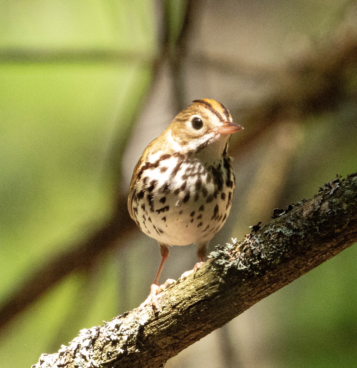 Ovenbird - Amanda Dulworth