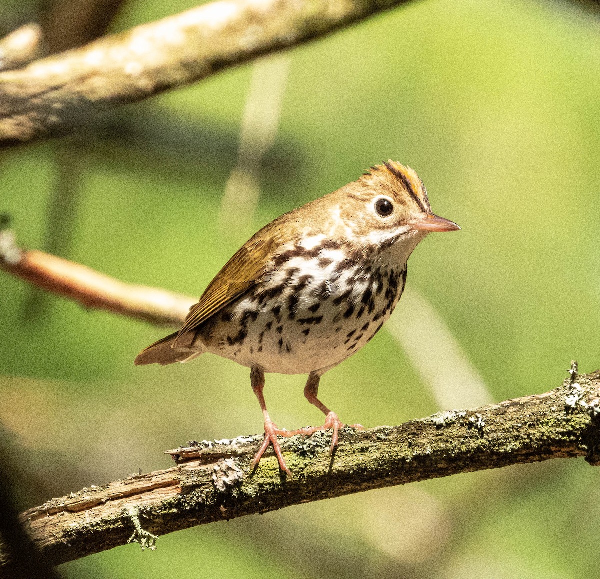 Ovenbird - Amanda Dulworth