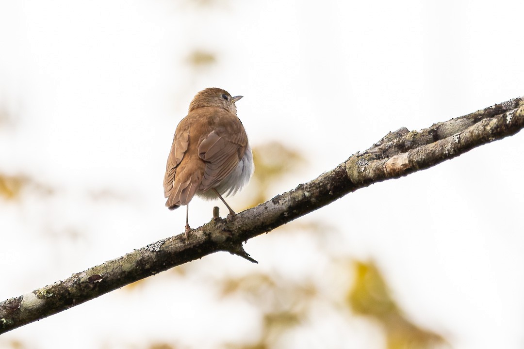 Veery - Sheri Minardi