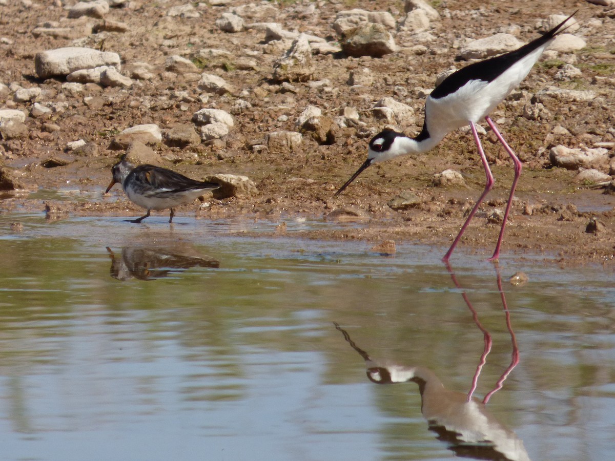 polarsvømmesnipe - ML619407781