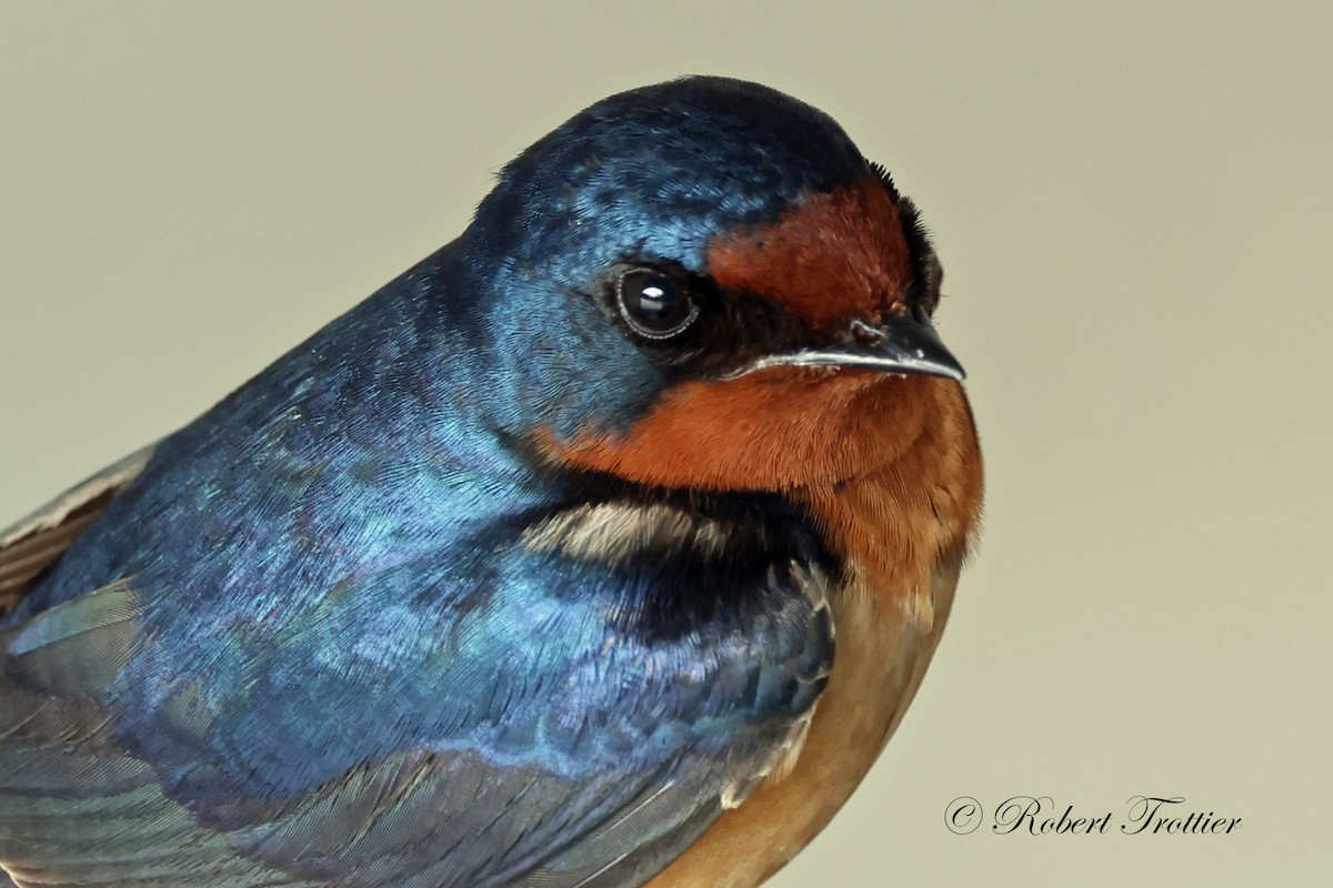 Barn Swallow - Robert Trottier