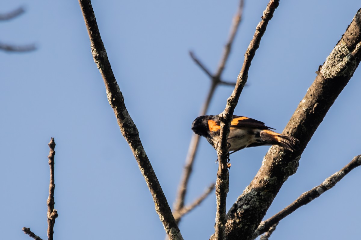 American Redstart - Marc Boisvert