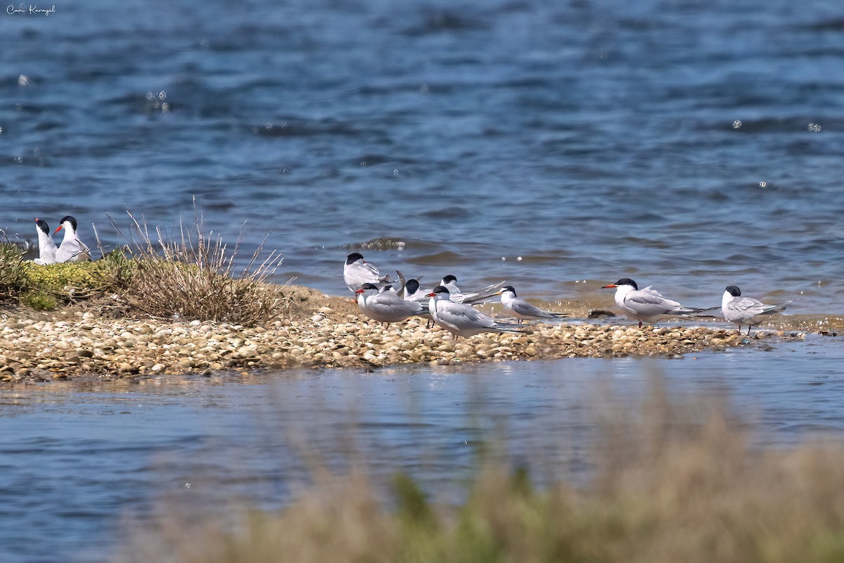 Common Tern - Can Karayel