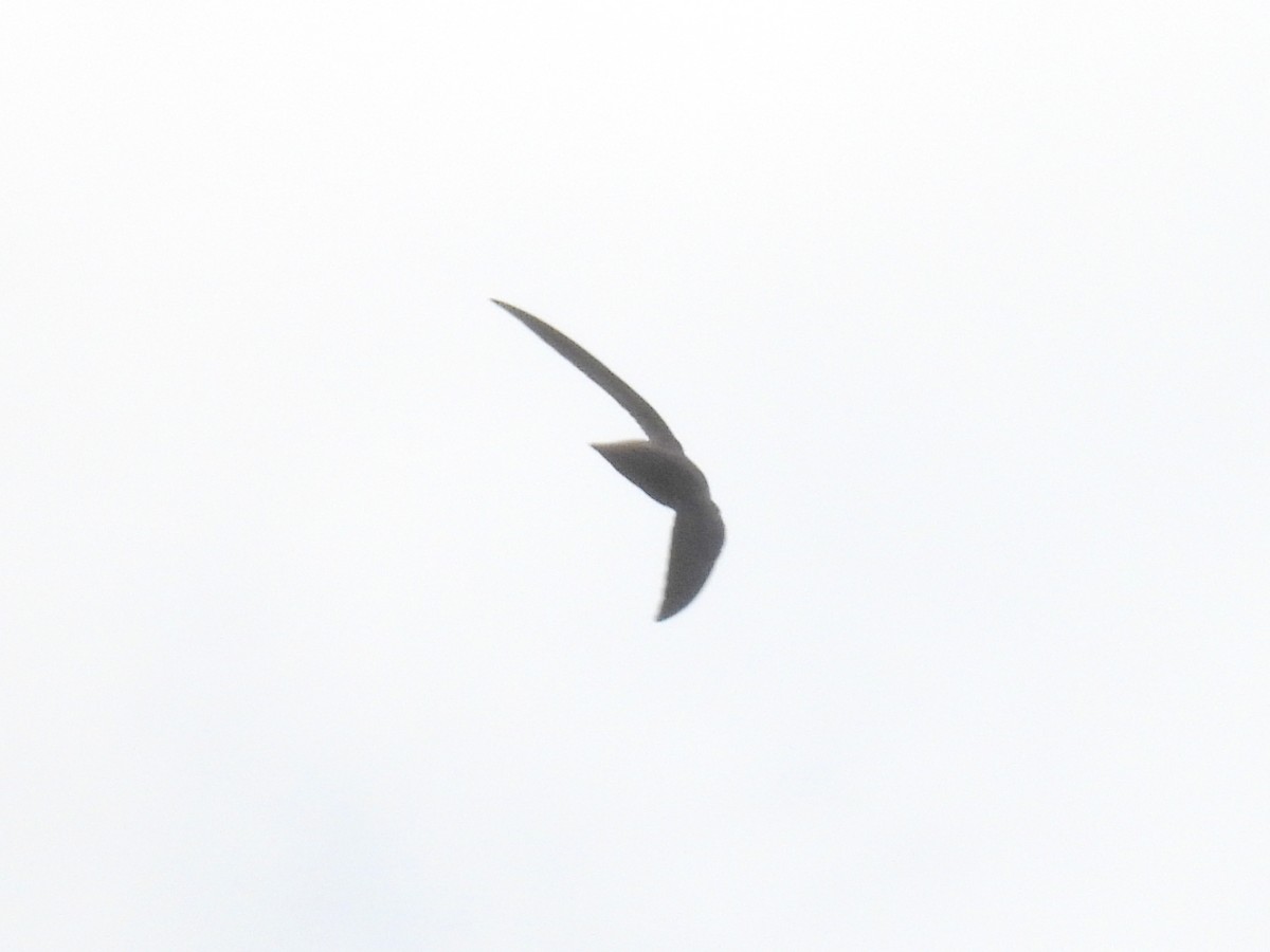 Chimney Swift - bob butler