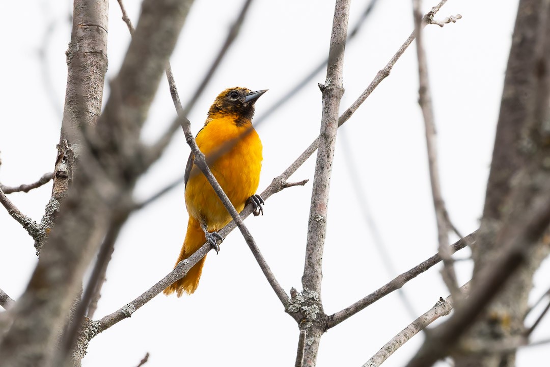 Baltimore Oriole - Sheri Minardi