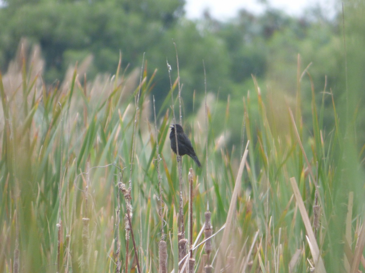 Yellow-winged Blackbird - Pablo Hernan Capovilla