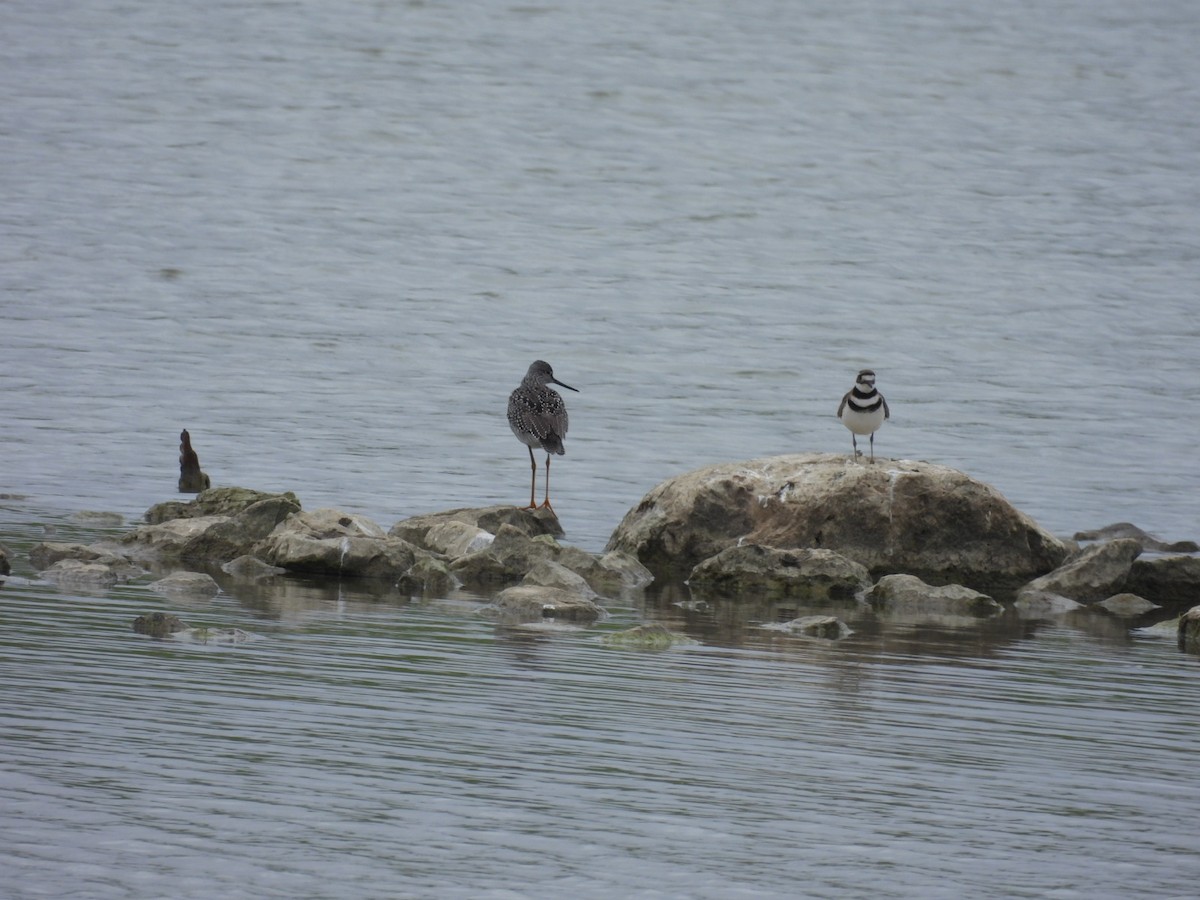 Greater Yellowlegs - ML619407816