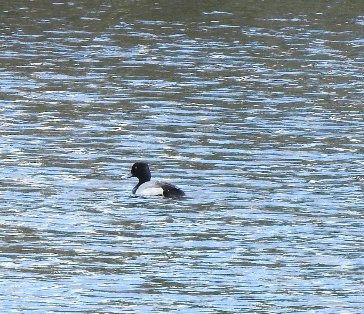 Lesser Scaup - Jack VanDyk