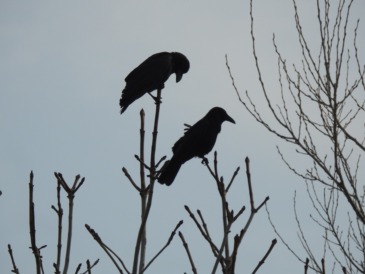 Carrion Crow - Craig Jackson