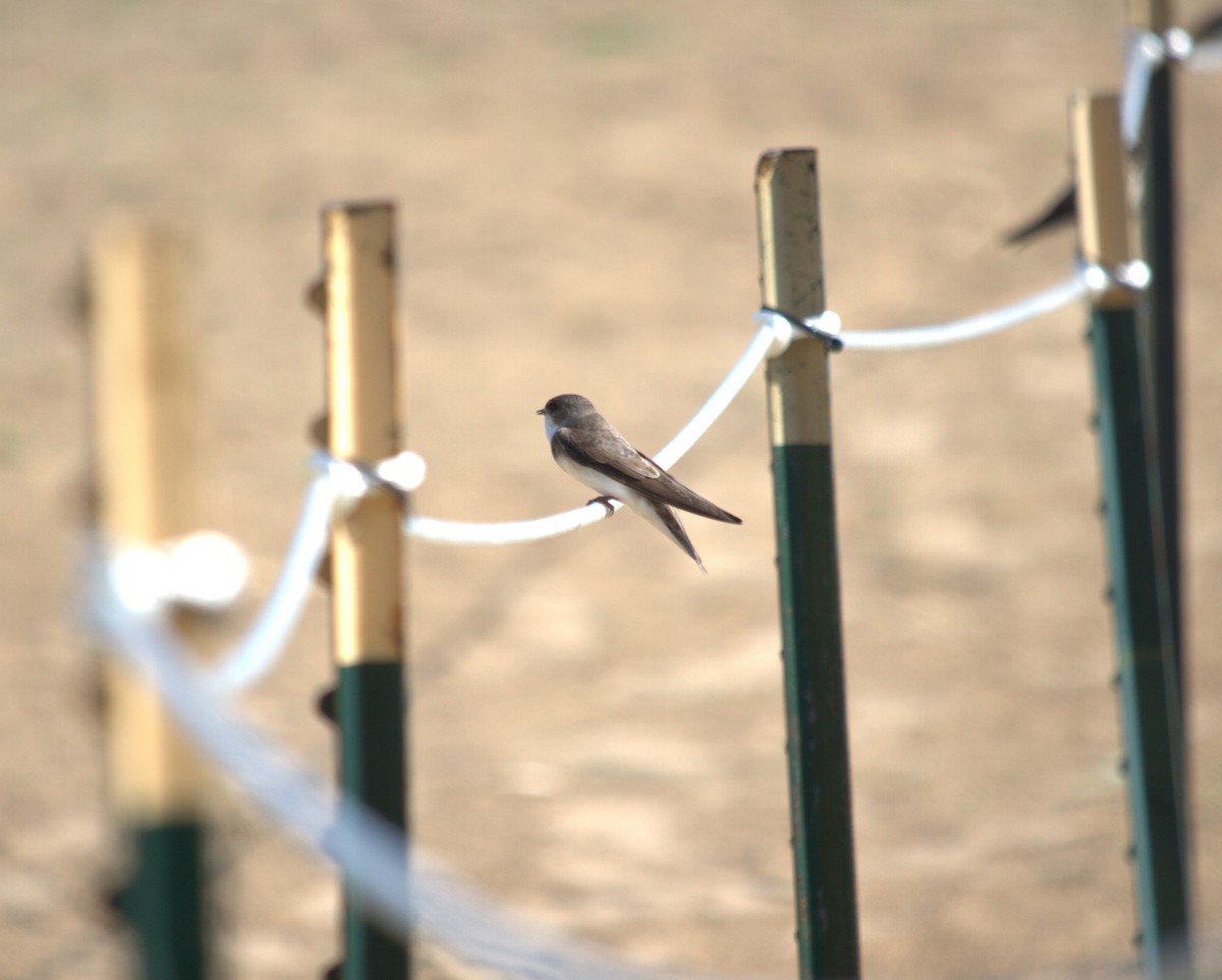 Bank Swallow - Jacob  Wyco