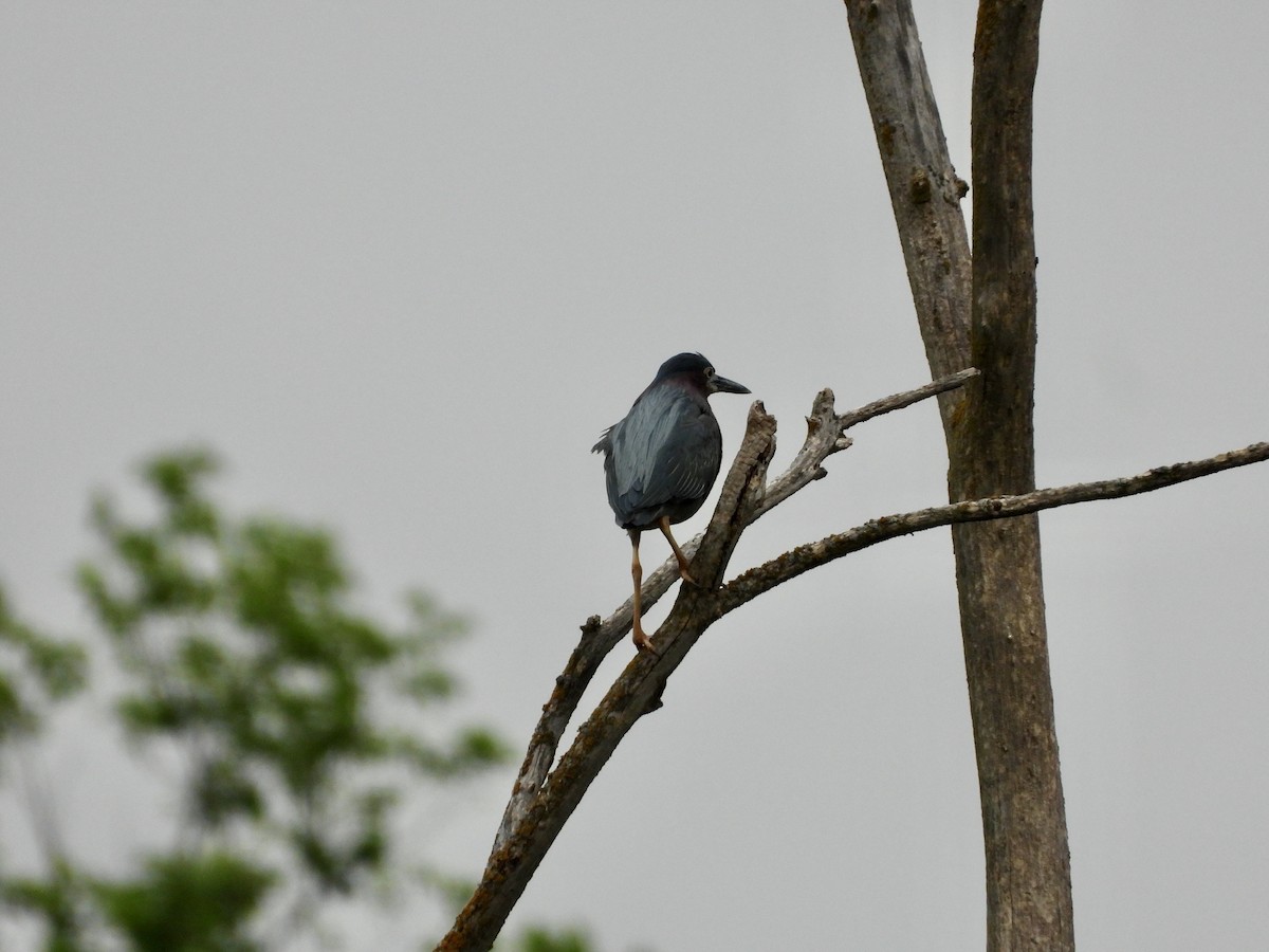 Green Heron - Monica Rose