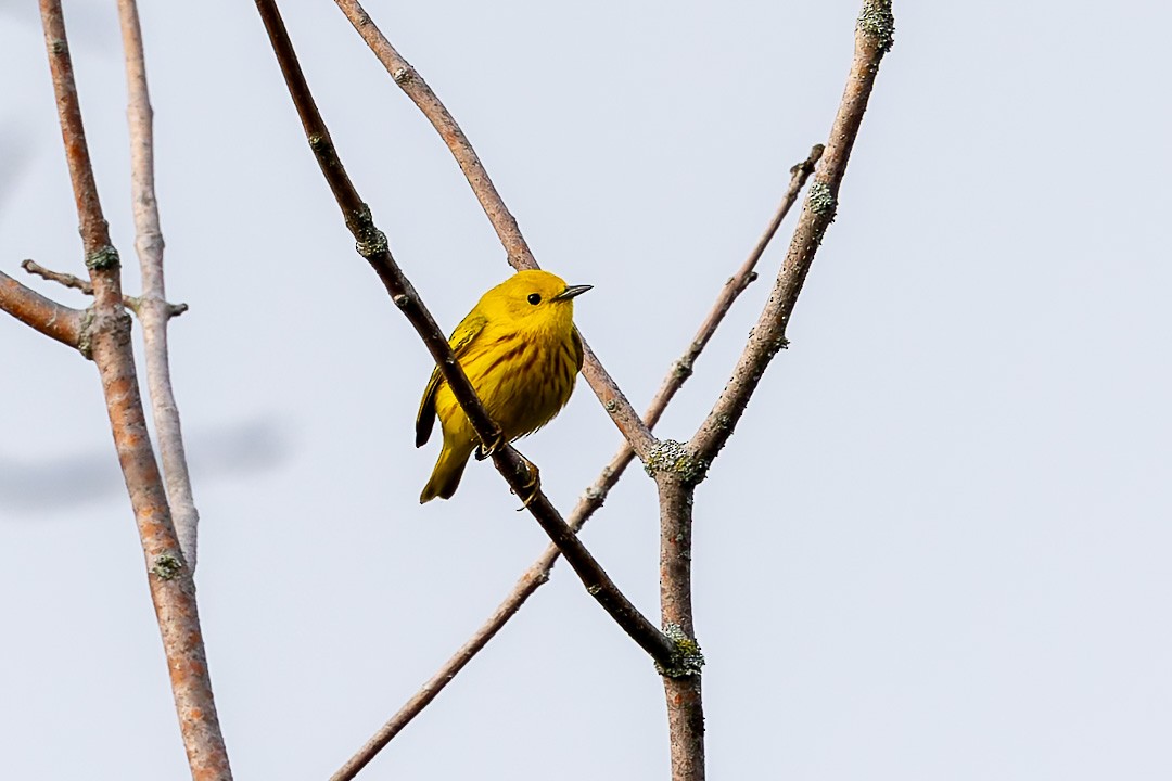 Yellow Warbler - Sheri Minardi