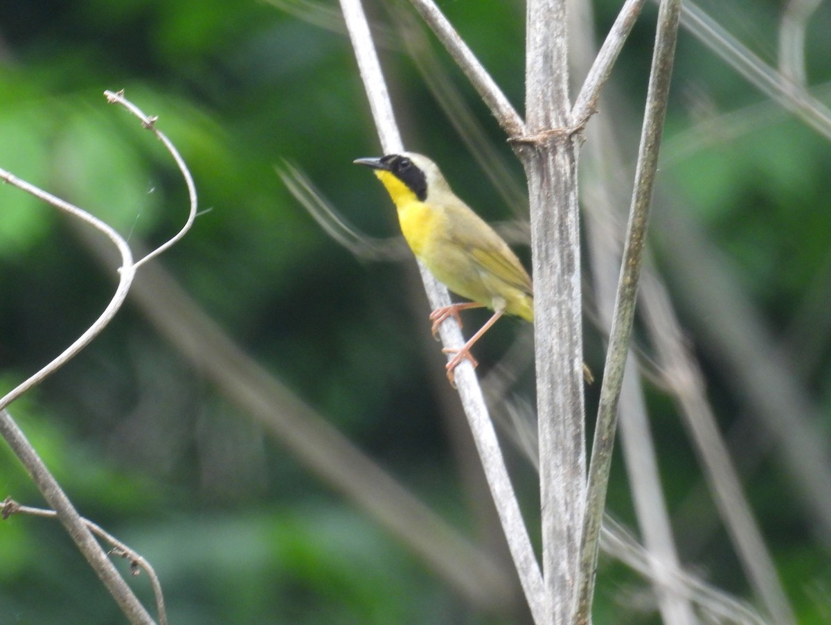 Common Yellowthroat - ML619407833