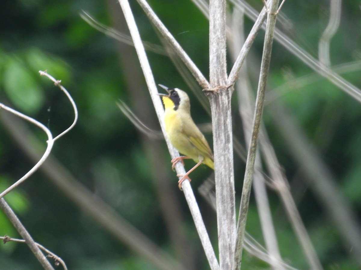 Common Yellowthroat - bob butler