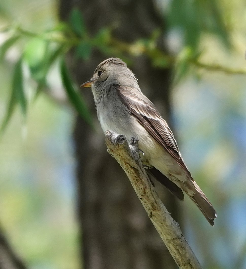 Western Wood-Pewee - Rene Laubach