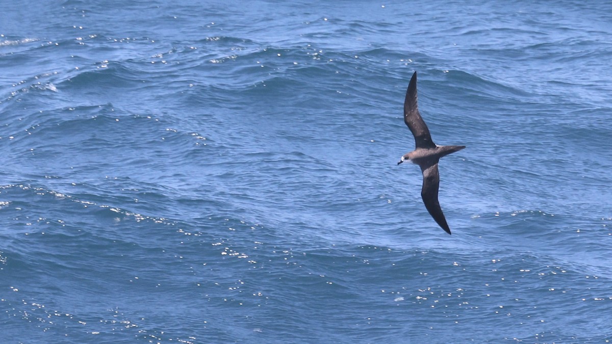 Hawaiian Petrel - Liam Hutcheson