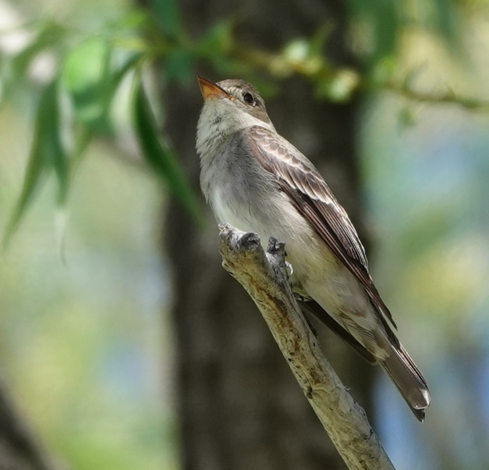 Western Wood-Pewee - Rene Laubach