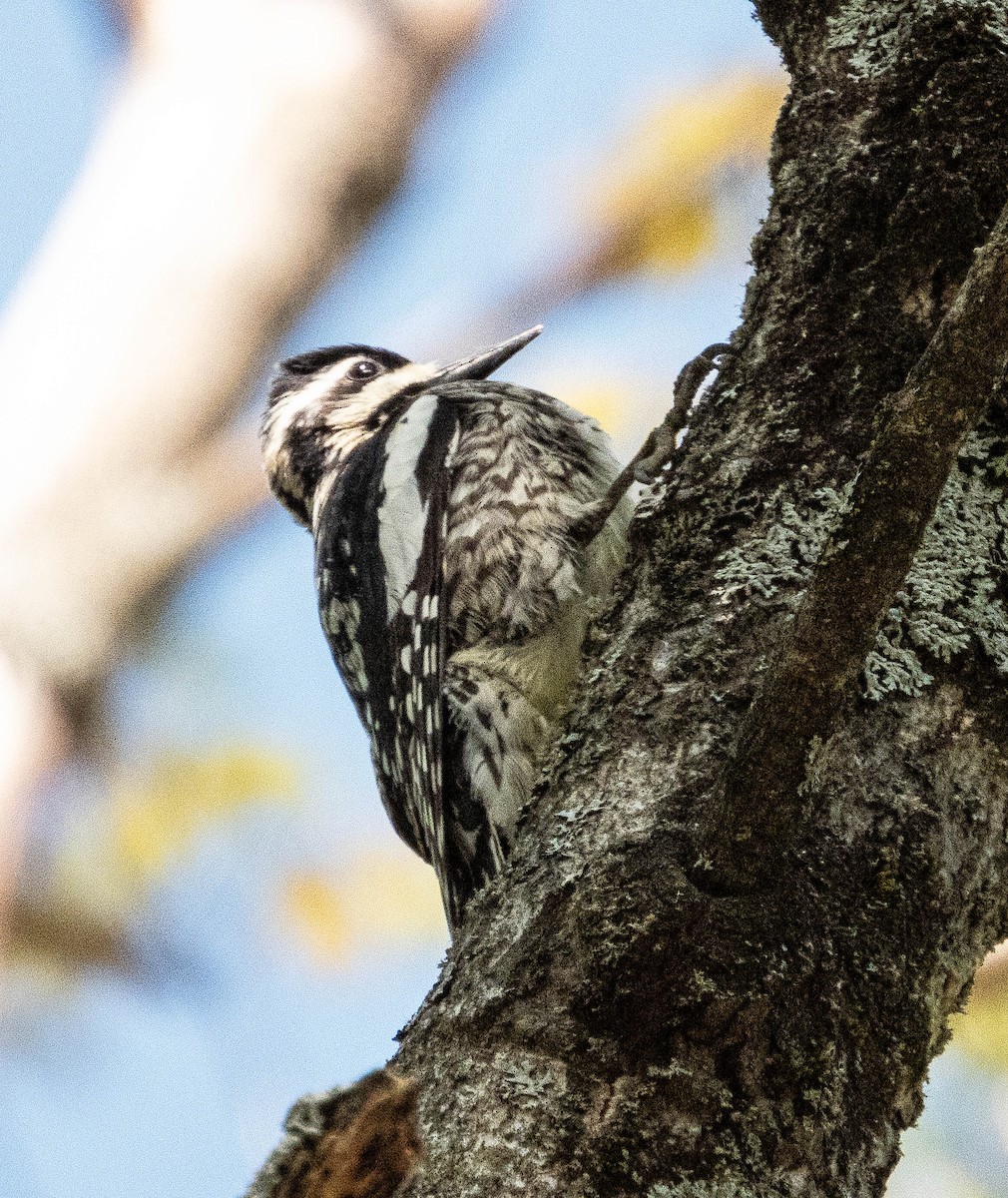 Yellow-bellied Sapsucker - Amanda Dulworth