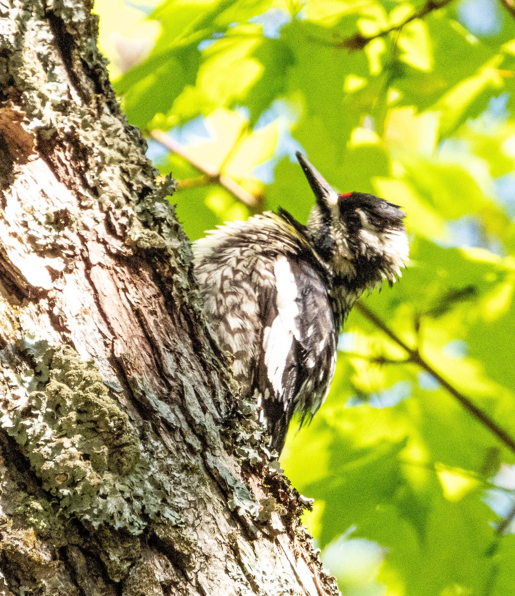 Yellow-bellied Sapsucker - Amanda Dulworth